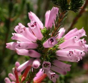 Erica verticillata Louisa Bolus