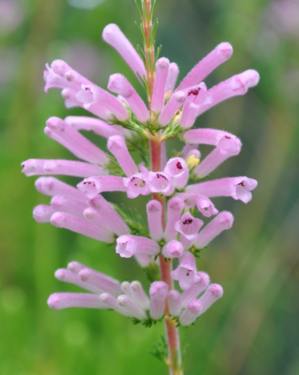 Erica verticillata Dr Violet Gray