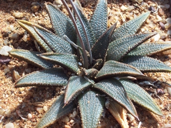 Haworthiopsis koelmaniorum var. koelmaniorum in cultivation. (S.D. Gildenhuys)