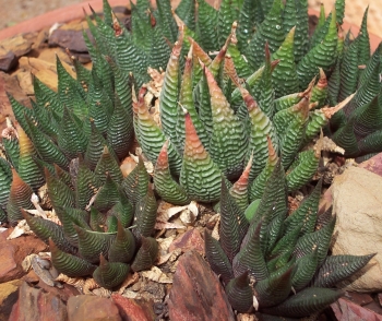 Haworthiopsis limifolia var. limifolia variations from the Mashongololo Mountains. (S.D. Gildenhuys)