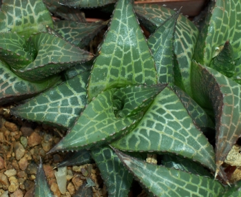 Haworthiopsis tessellata in cultivation. (S.D. Gildenhuys)