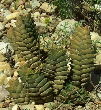 Haworthiopsis viscosa var. viscosa from Calitzdorp. (S.D. Gildenhuys)