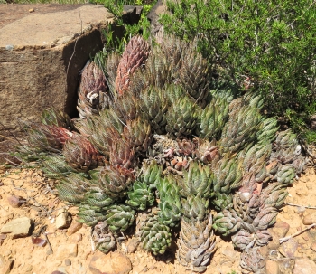 Haworthiopsis coarctata var. coarctata from near Bathurst. (S.D. Gildenhuys)