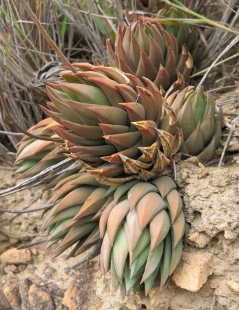 Haworthiopsis glauca var. glauca from Zuurberg Pass. (S.D. Gildenhuys)