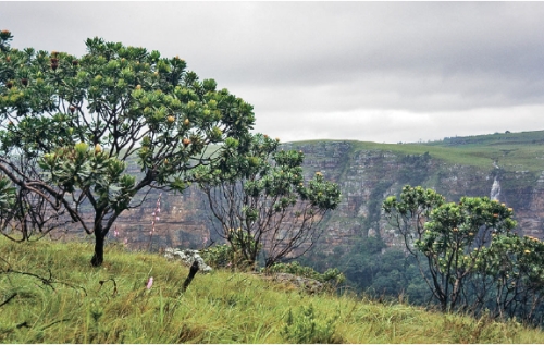 Umtamvuna Gorge (L.Mucina)