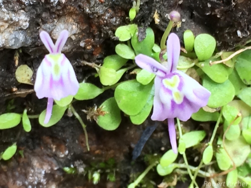 Utricularia sandersonii (Robert Archer, iSpot)