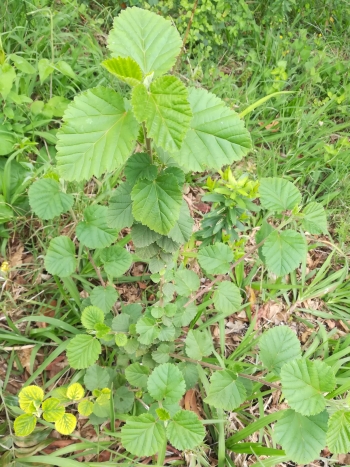 Sida pseudocordifolia