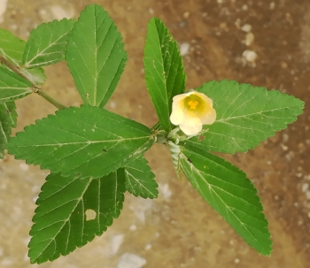 Sida rhombifolia