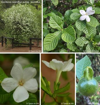 Gardenia resiniflua subsp. resiniflua