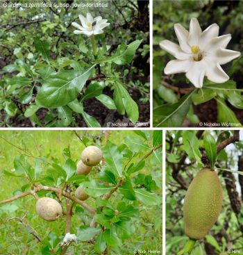Gardenia ternifolia subsp. jovis-tonantis var. goetzei