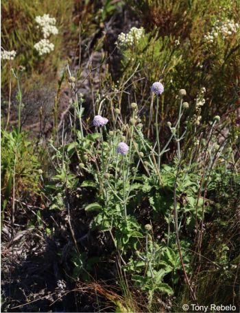 Scabiosa africana 