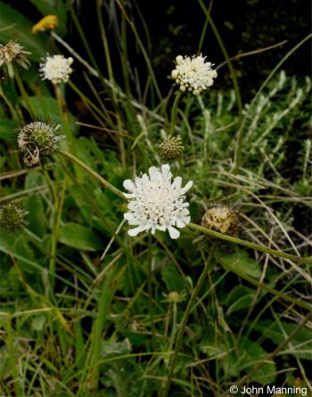 Scabiosa columbaria 