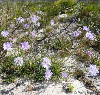 Scabiosa incisa