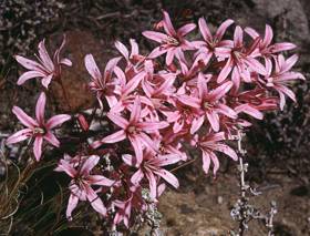 S.salteri.Image Colin Paterson Jones