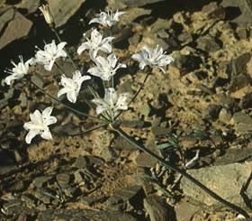 S unguinculata.Image Colin Pateson Jones