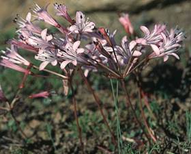 S.watermeyeri.Image Colin Paterson Jones