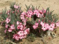 Adenium oleifolium.Copyright image Graham Grieve