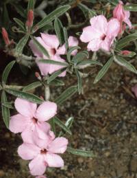 Flowers of A.swazicum. Image Jo Onderstall