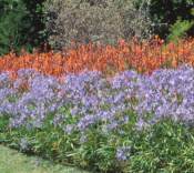 Agapanthus praecox subsp. minimus 'Adelaide'