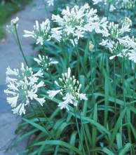 Agapanthus praecox 'Dwarf White'