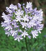 Agapanthus praecox subsp. praecox 'Floribunda'