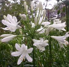 Agapanthus praecox 'Medium White'