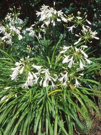 Agapanthus praecox 'Miniature White'