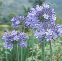 Agapanthus praecox subsp. orientalis 'Mt Thomas'