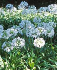 Agapanthus praecox subsp. minimus 'Storms River'