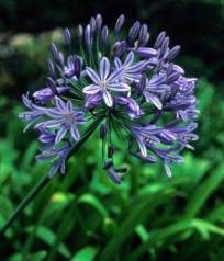 Agapanthus praecox subsp. orientalis 'Weaver'