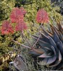 Aloe perfoliata