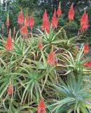 Aloe arborescens Photo: NR Crouch