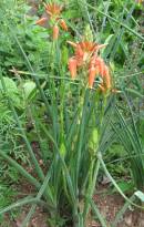 Aloe cooperi Photo:  NR Crouch