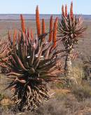 Aloe ferox Photo: NR Crouch