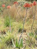 Aloe maculata Photo: GF Smith