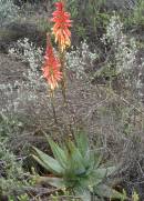 Aloe microstigma Photo: AW Klopper