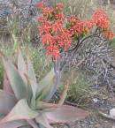 Aloe striata Photo: NR Crouch