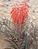 Aloe variegata Photo: P Bester