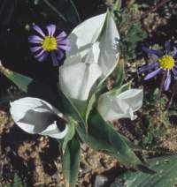 C. coloratum subsp. burchellii. Image copyright Mary Sue Ittner