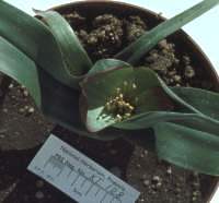 Colchicum capense subsp. capense