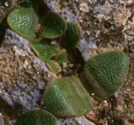 Brunsvigia radula. Photo Colin Paterson Jones