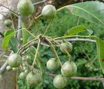 Commiphora harveyi