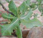 Commiphora anacardiifolia