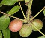 Commiphora edulis 