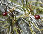 Commiphora gracilifrondosa Photo © S.Falanga