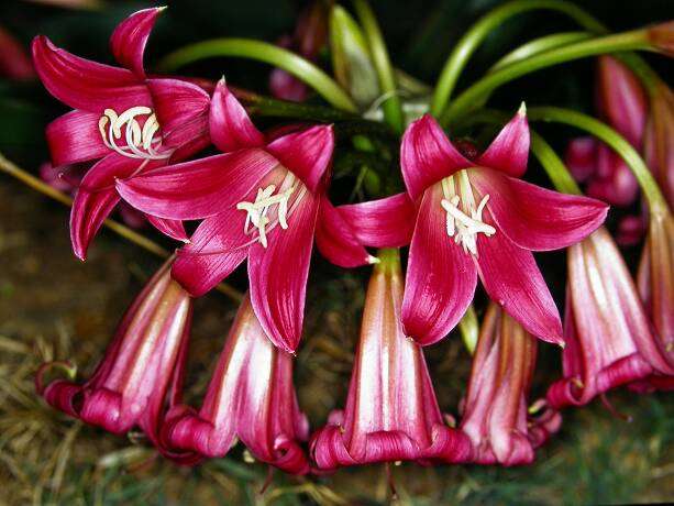 Crinum graminicola