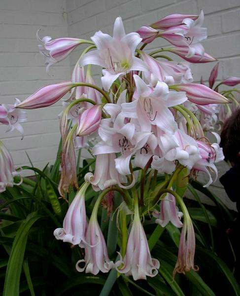 Crinum macowanii