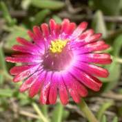 Delosperma | PlantZAfrica