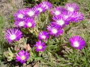 Delosperma | PlantZAfrica