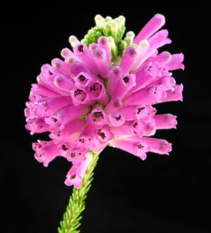 Erica verticillata African Phoenix